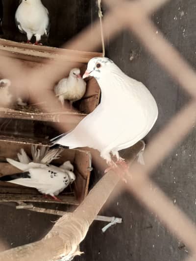 pigeon for sale