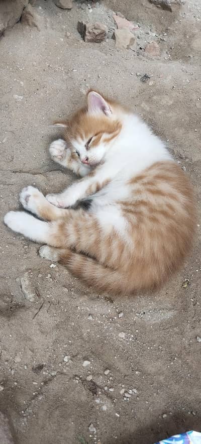 3 kittens available for sale