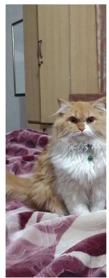 metting ke Liye available hai cats 