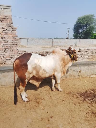 Specially Ablak bull weight of 6manna/ 240kgs with age 42 months