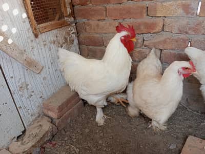 white heavy buff pair