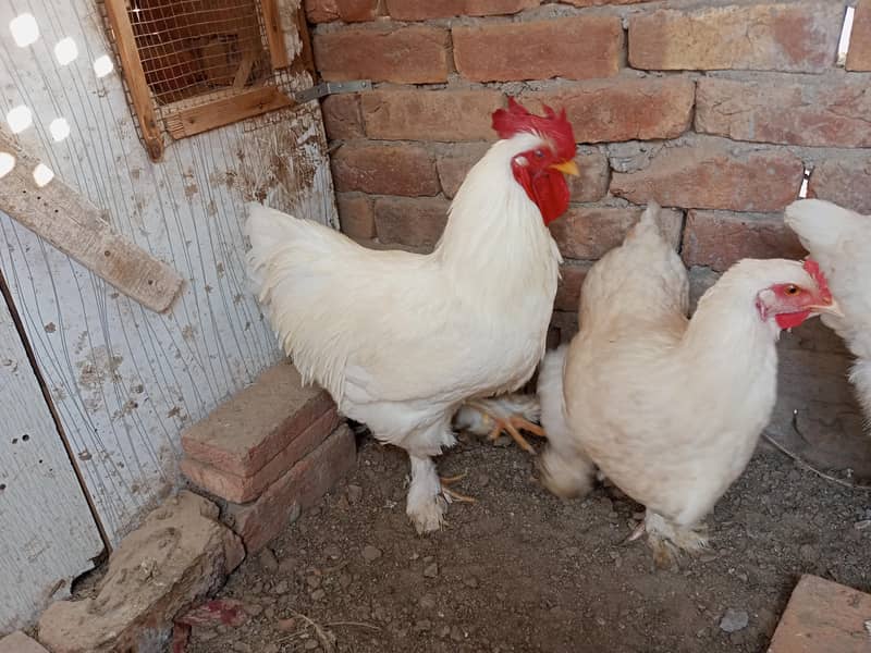 white heavy buff pair 0