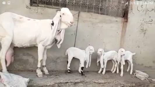 gulabi bakri for Sale Mashallah Call number 0332-74-15-379