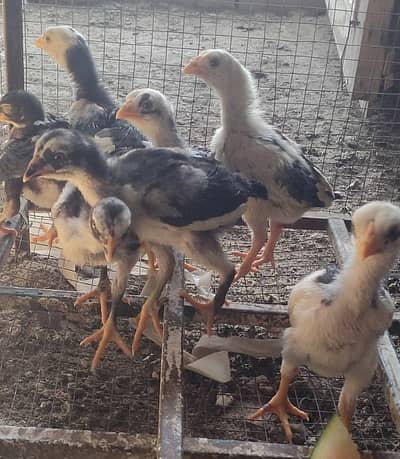 Lasani+Mianwali Chicks for Sale