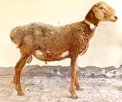 Heavy Weight Dumbay/Sheep for Sale – Best Qurbani Choice