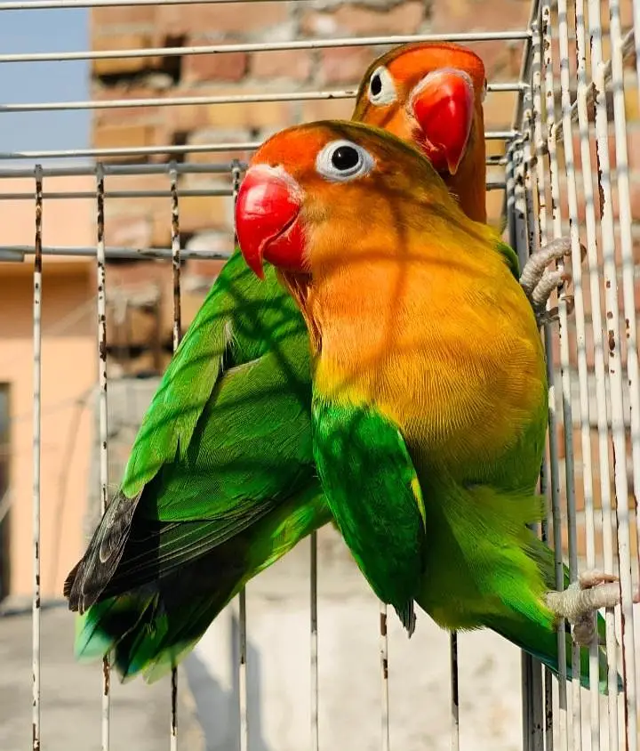 Lovebirds breeder pair for sale