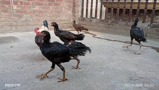 want to sell aseel Chicks