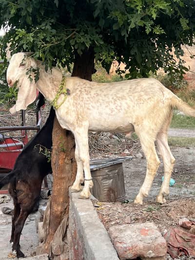 Eid heavy weight white bakra (goat)