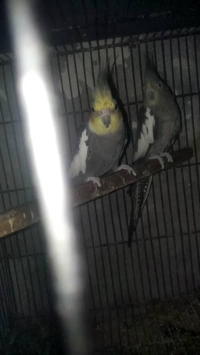 cocktail pair 4 sale