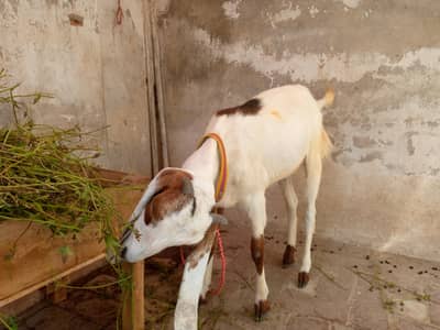 Sindhi goat available 03261969480