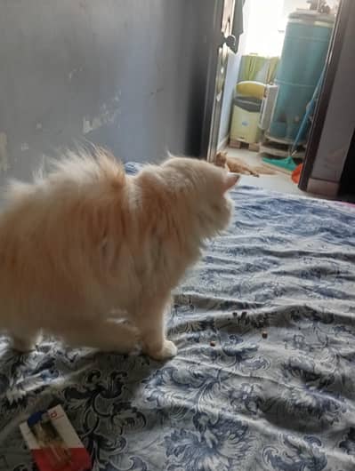 Persian Meal Name simba