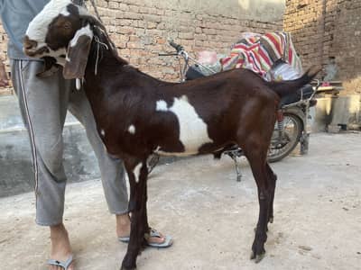 khasi qurbani bakrey