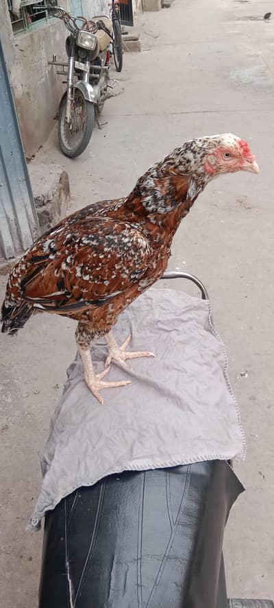 Aseel murgha or two femail hen for sale in cheep price.