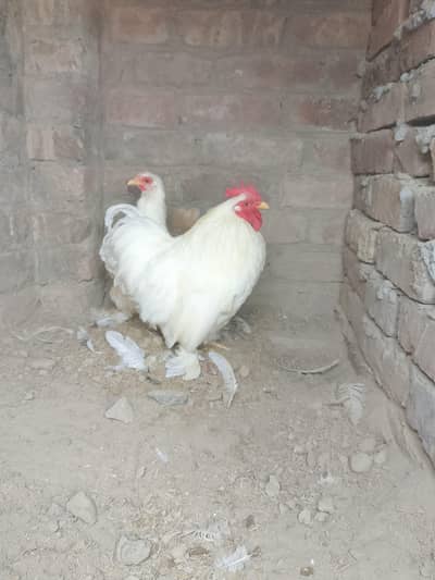White Bantam Pair