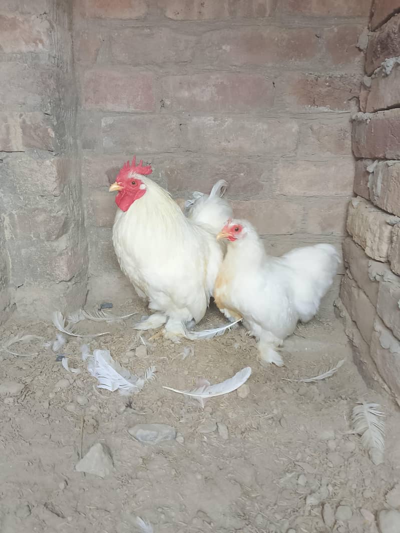 White Bantam Pair 1