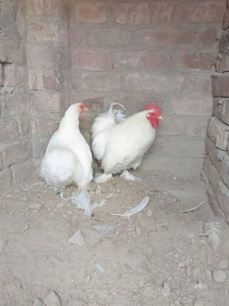White Bantam Pair 2