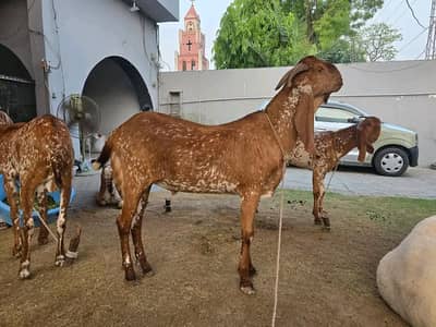 munasib rate aor barwaqat qurbani krwany k Liye hum sy rabta kren
