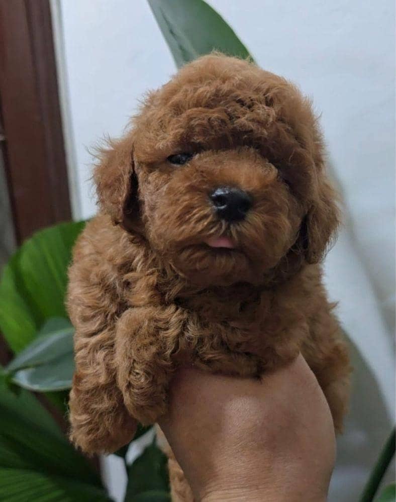 poodle 0