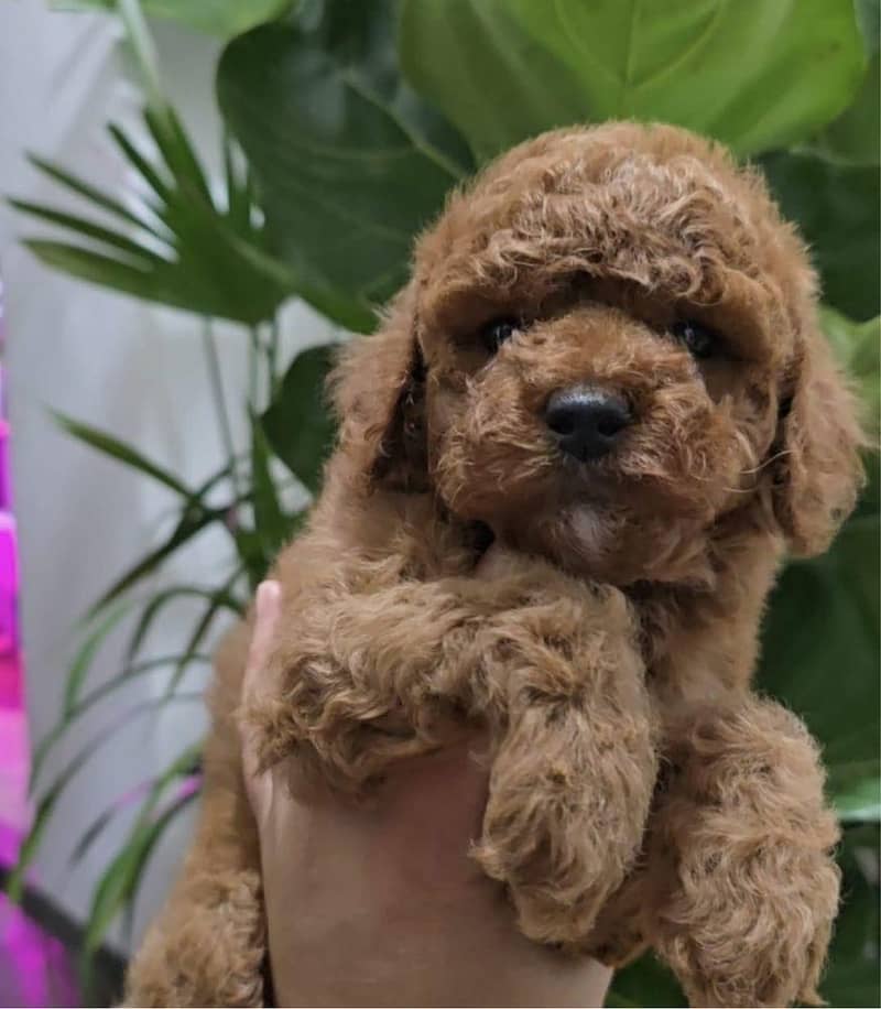 poodle 1