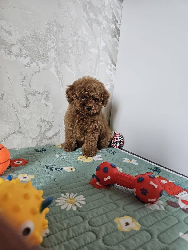 poodle 2