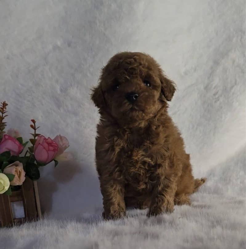 poodle 3