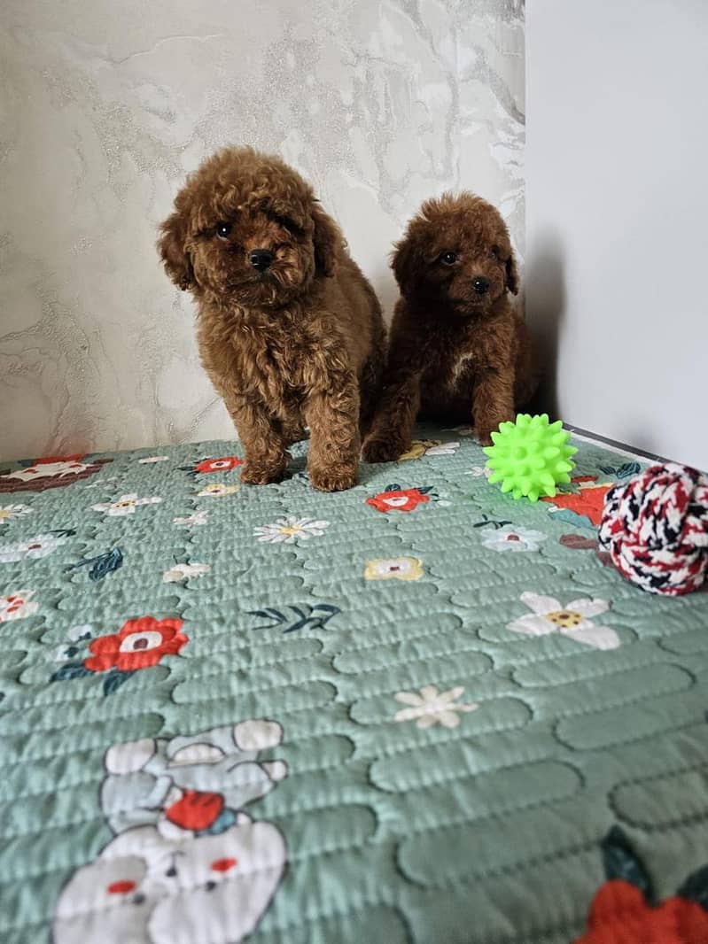 poodle 4