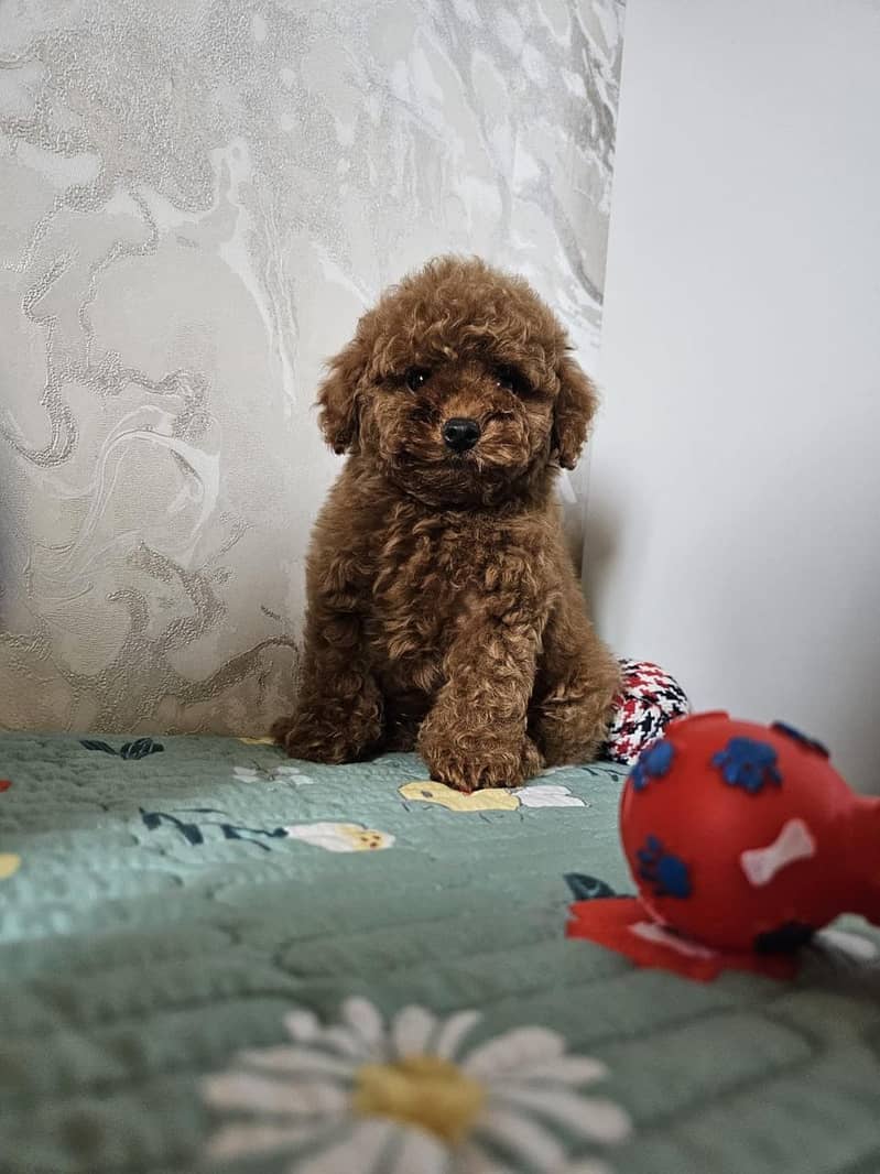 poodle 5