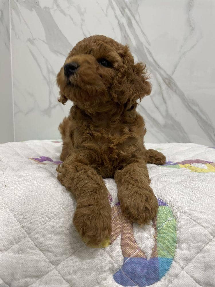 poodle 6