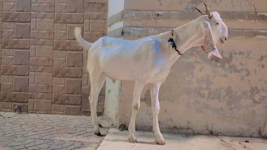 Qurbani 2026
