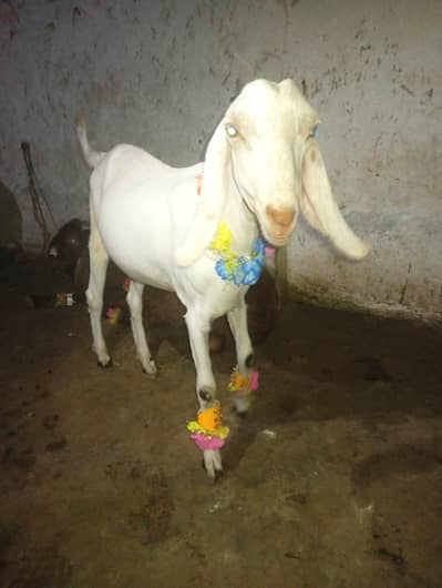Bakra
