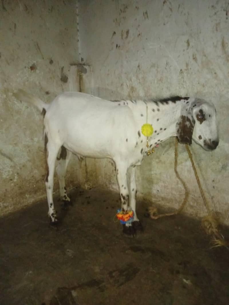 Bakra 1