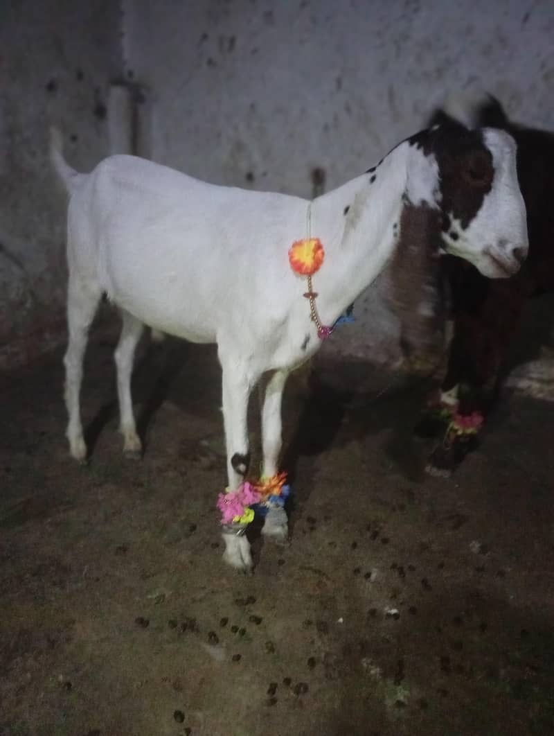 Bakra 2