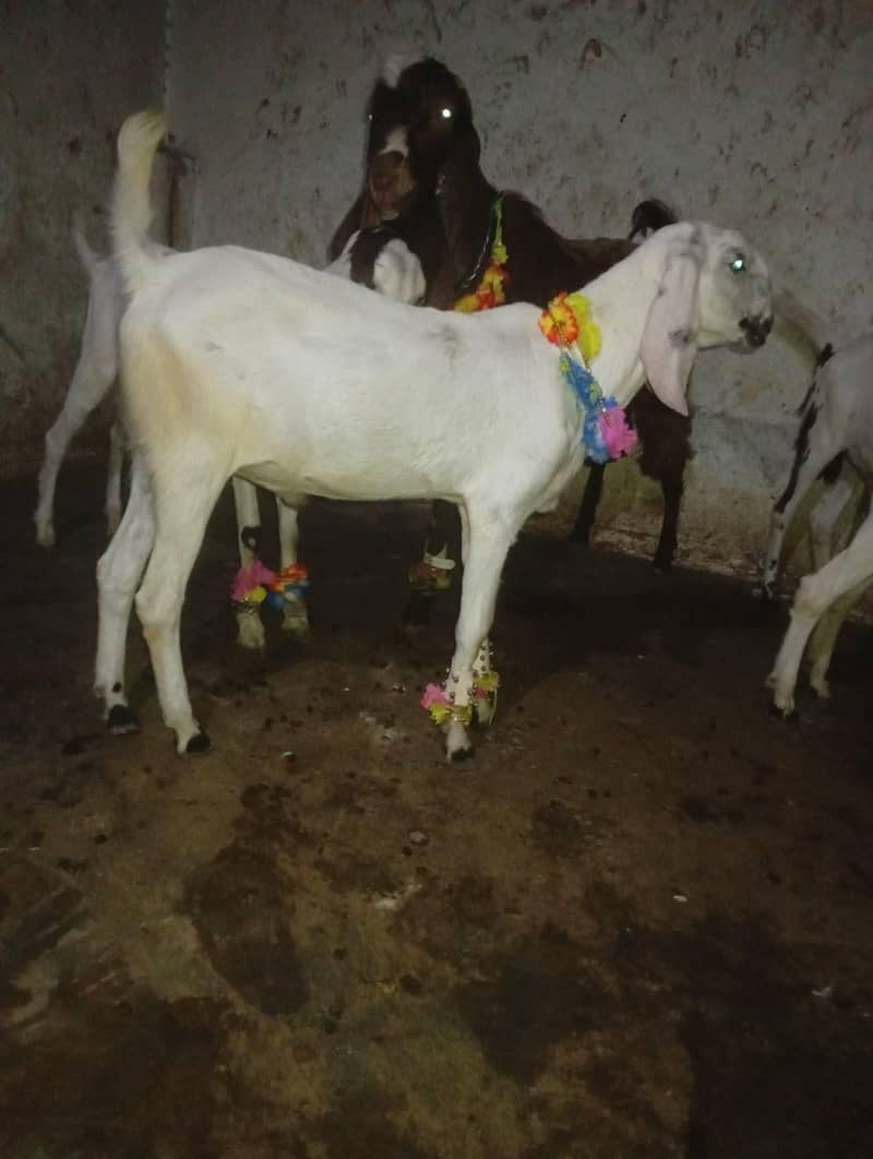 Bakra 3
