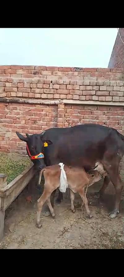Frezian Cholistani Cow / cross cow /cow | بھینس for sale