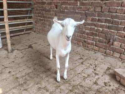 taidy Bakra s for sell  2 teeth