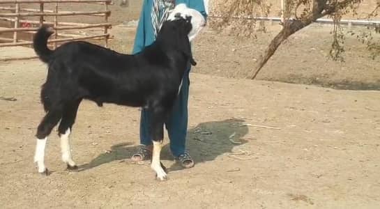 desi Bakra for sale contact number 03348310322