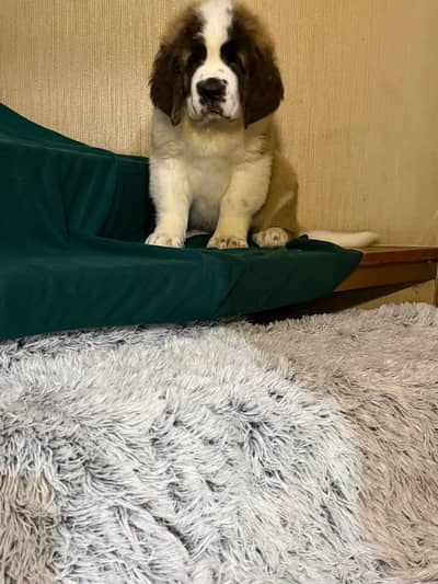 Saint Bernard