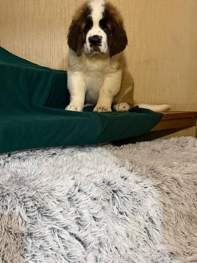 Saint Bernard 0