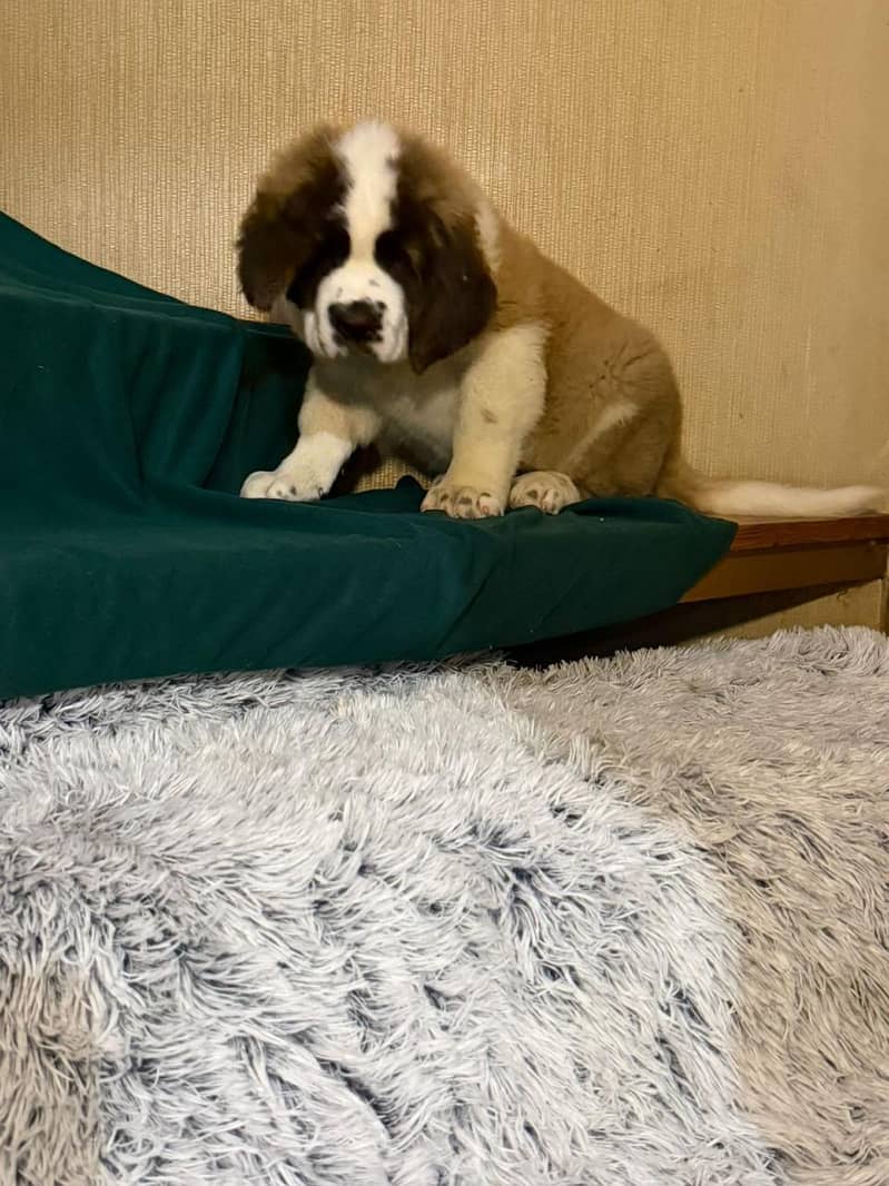 Saint Bernard 1