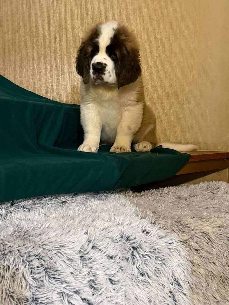 Saint Bernard 2