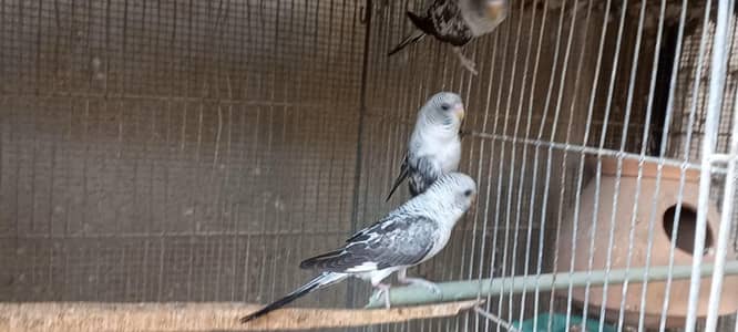 black wing pair , Colorfull Conure  and fellow cocktail pair