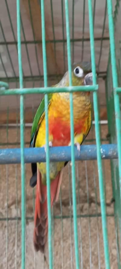 Colorfull Conure  and fellow cocktail pair