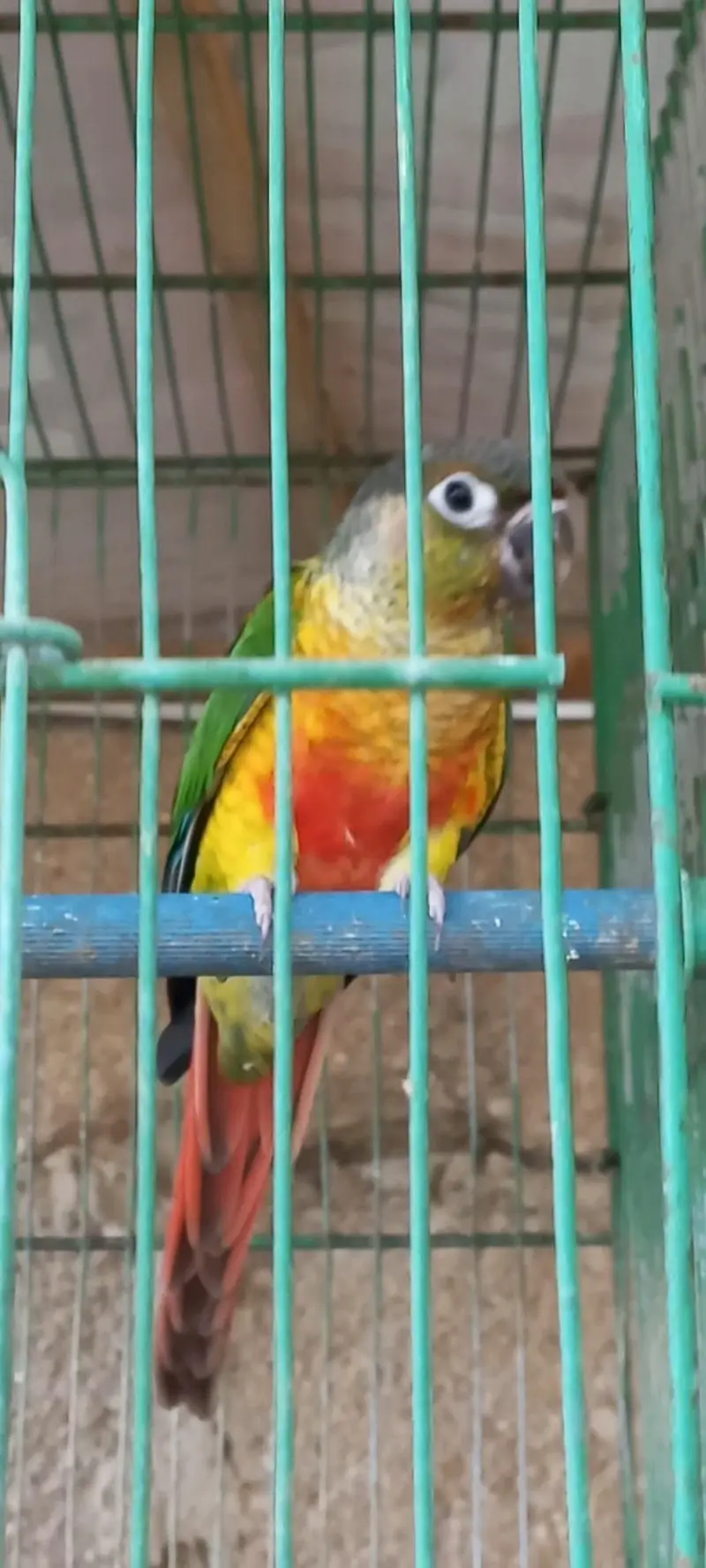 Colorfull Conure high red factor  and fellow cocktail pair — photo 2