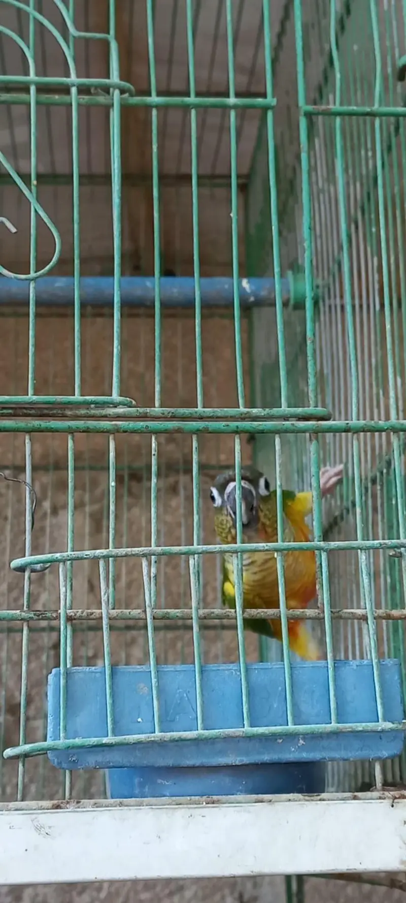 Colorfull Conure high red factor  and fellow cocktail pair — photo 5