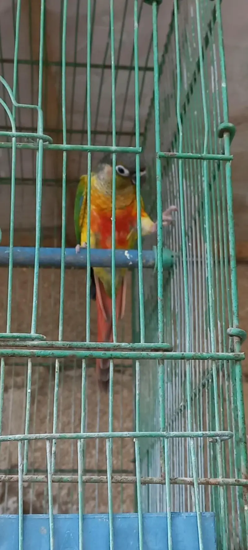Colorfull Conure high red factor  and fellow cocktail pair — photo 6
