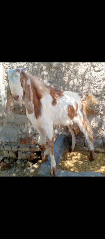 qurbani k Liye Bakra