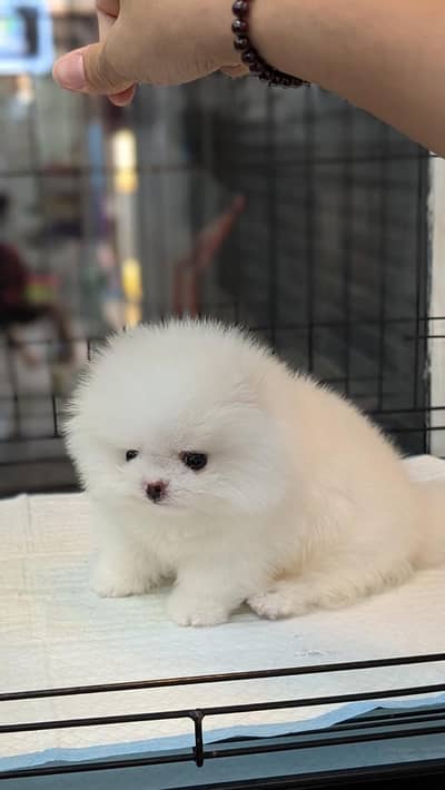 Pomeranian