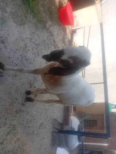 dasi sheep