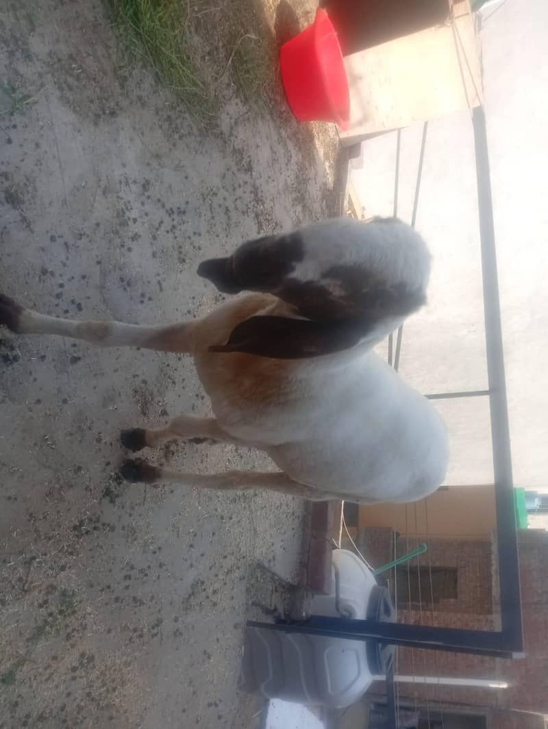 dasi sheep 0