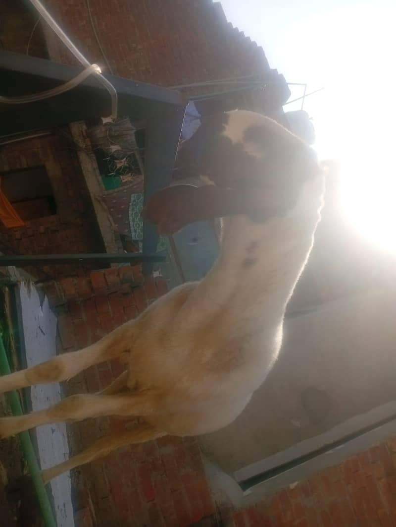 dasi sheep 2